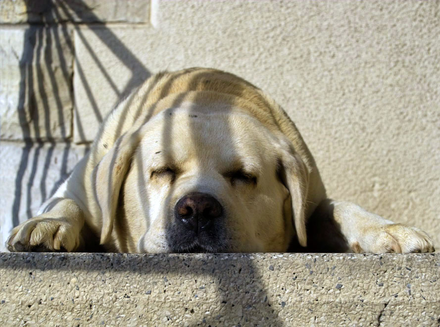 MimeticDog3.jpg