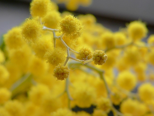 Mimosa_2.JPG