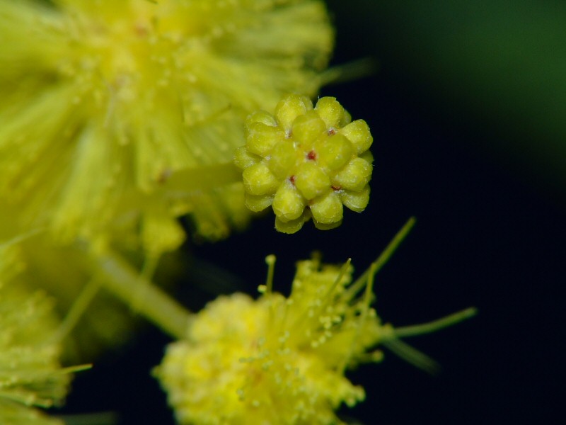 Mimosa.JPG
