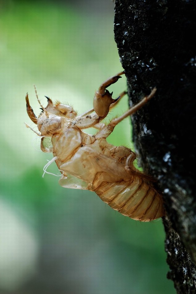 mini--Involucro cicala.jpg