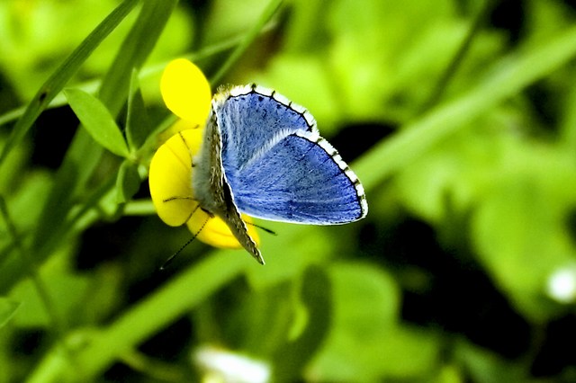 mini-farfalla3.jpg