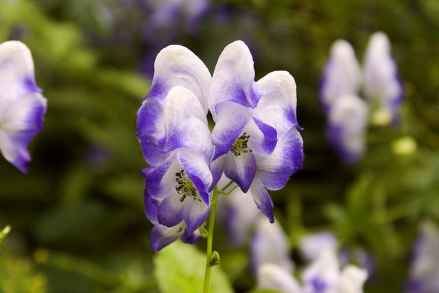 mini-fiore1.jpg
