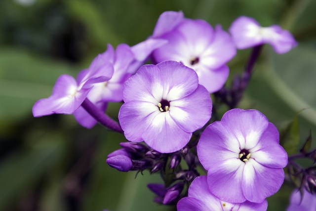 mini-fiore3.jpg