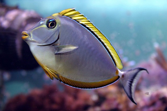 mini-nasolitoratus.jpg