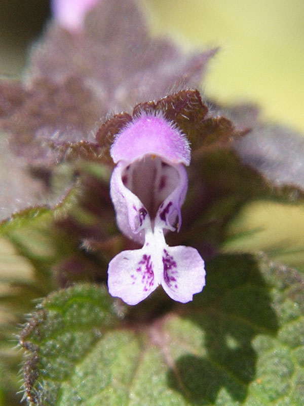 mini-orchidea2.jpg