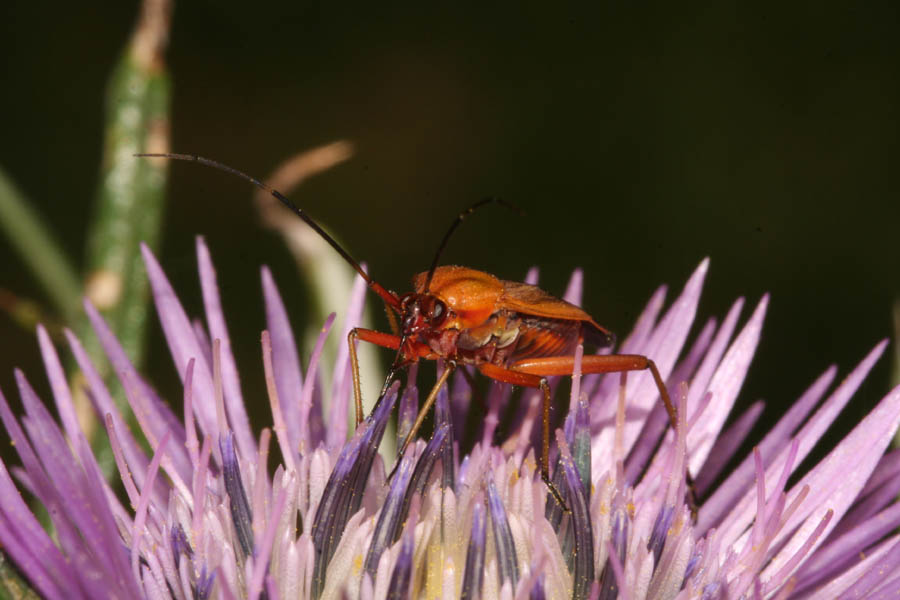 Miridae. Ficuzza 2.jpg