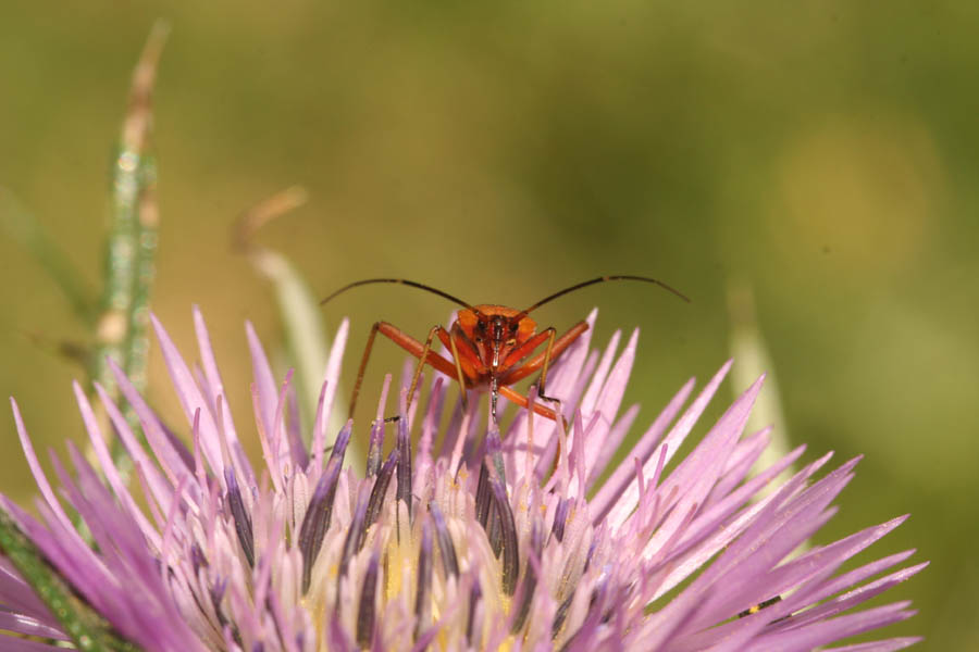 Miridae. Ficuzza.jpg