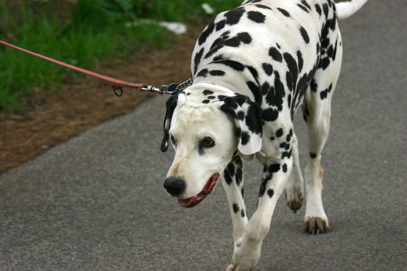 Mondocane.jpg