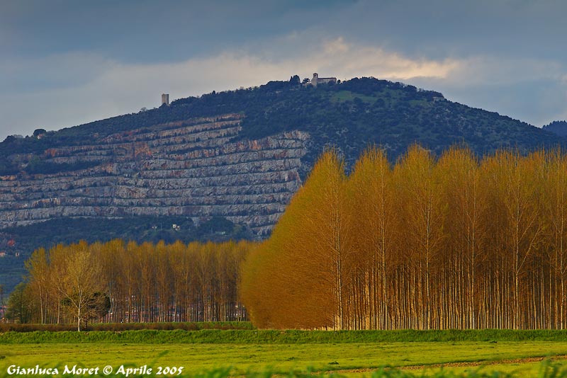 Monsummano-Alto-dal-Padule.jpg