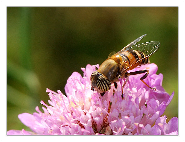 Mosca-01.jpg