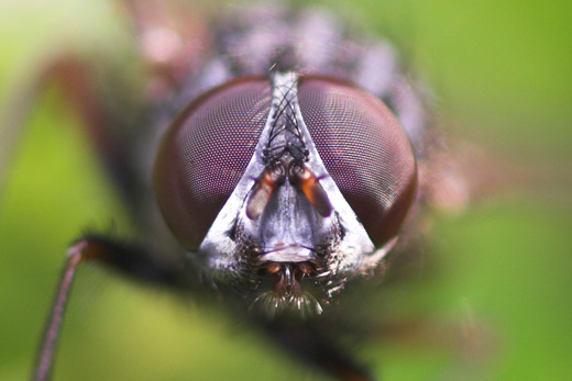 mosca-01_crop.jpg