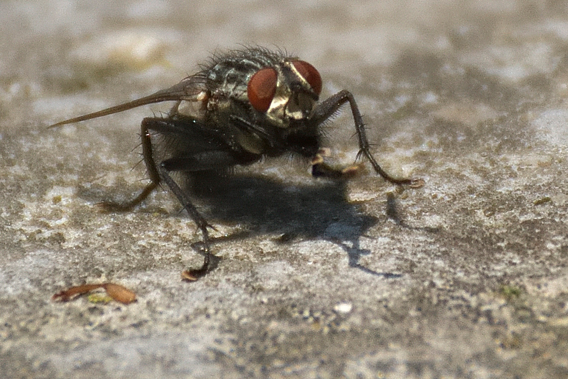 Mosca-04.jpg