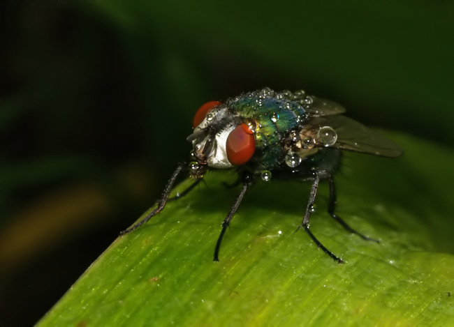 mosca-chiara3.jpg