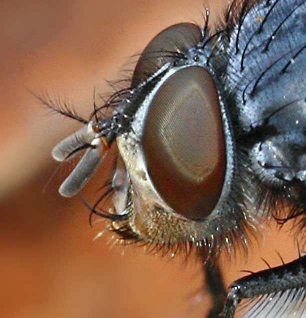mosca-crop.jpg