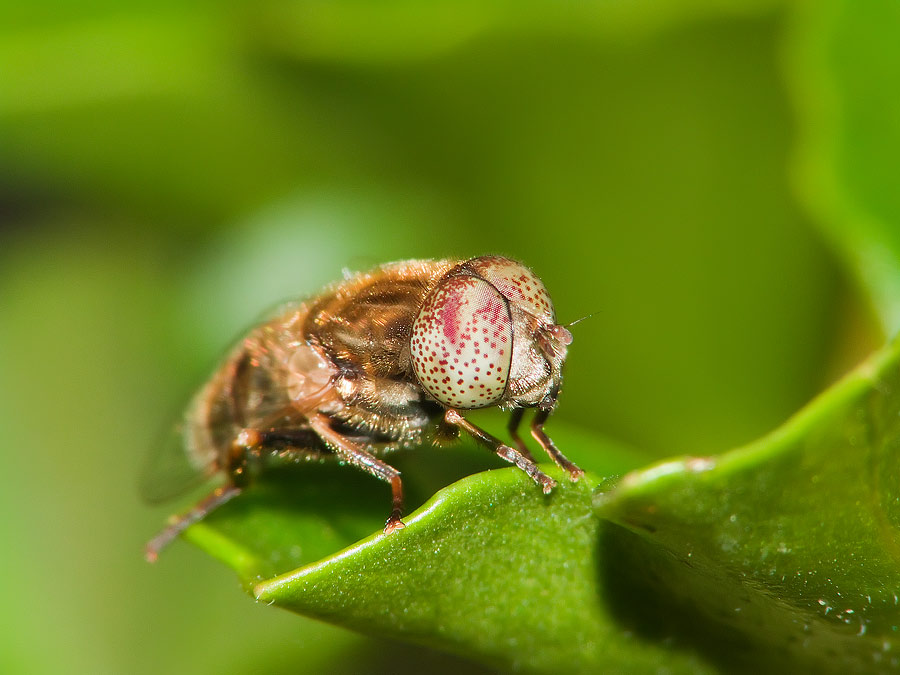 Mosca-dai-Occhi-Bianchi!!-2.jpg