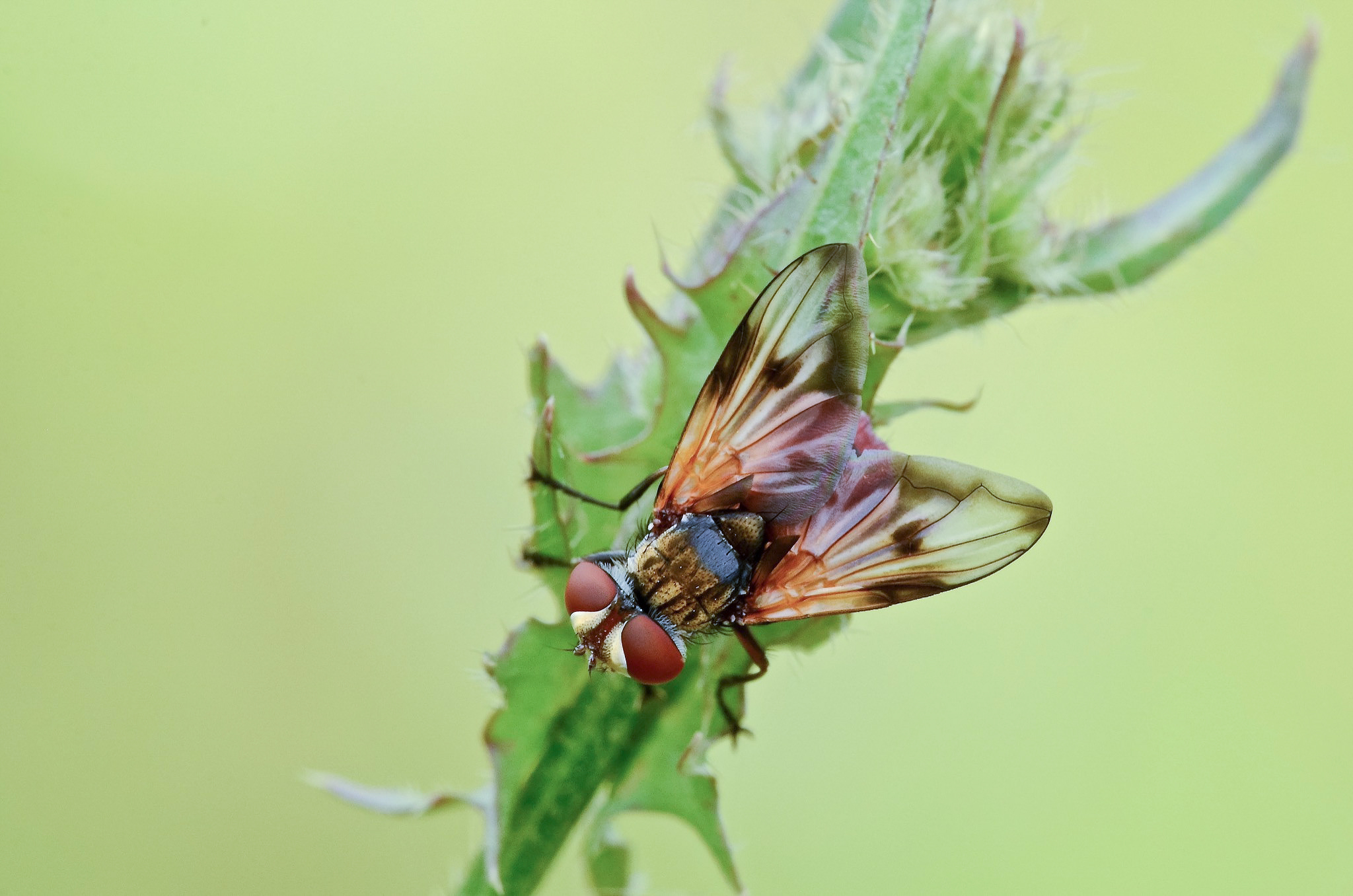 mosca-riv.jpg