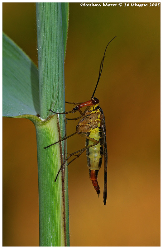 Mosca-Scorpione.jpg