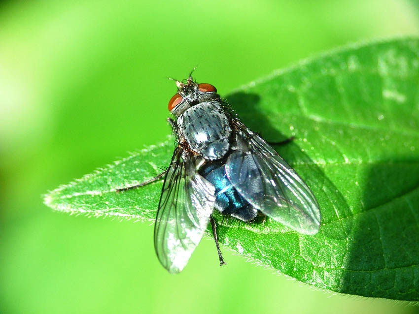 MOSCA.jpg