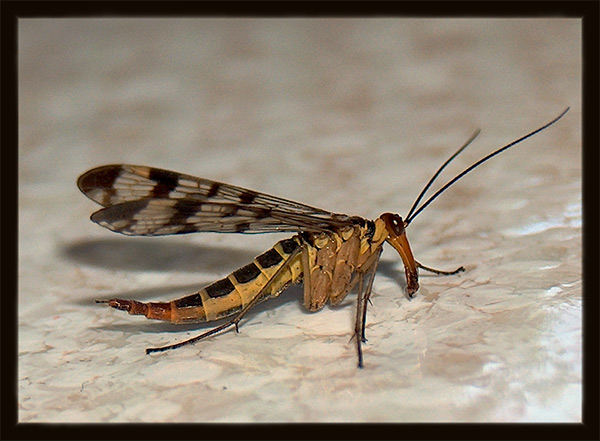 mosca.scorpio.jpg