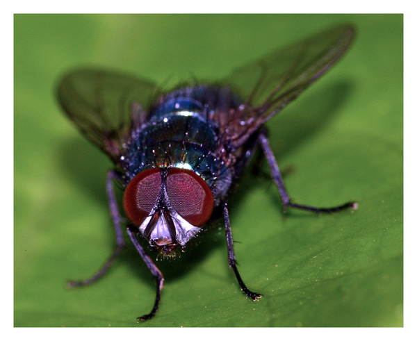 mosca2.jpg