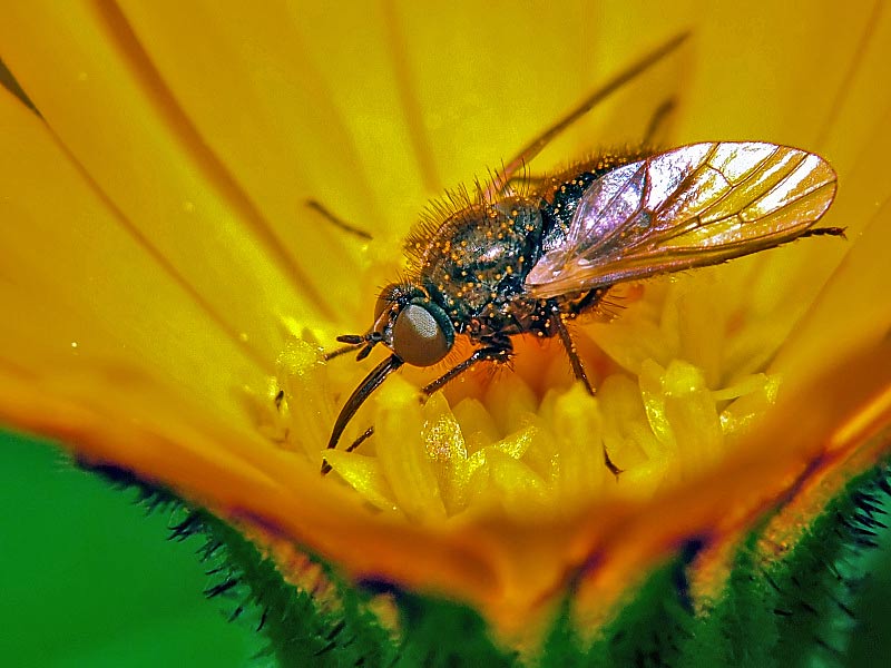 mosca2.jpg