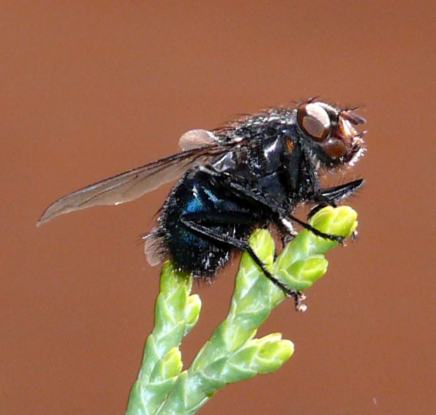mosca2web.jpg