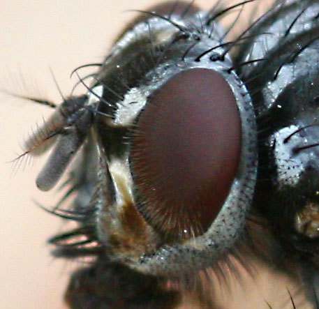 mosca3-100x100.jpg