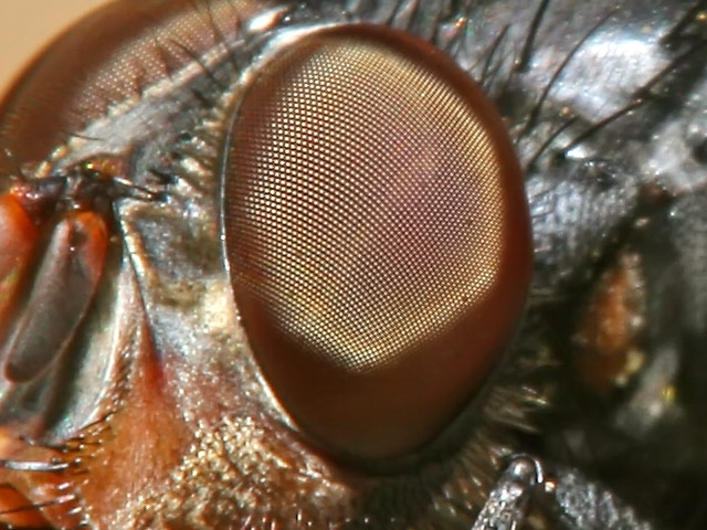 mosca3X2part.jpg