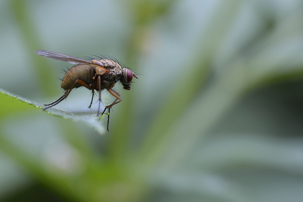 Mosca4wxresize.jpg