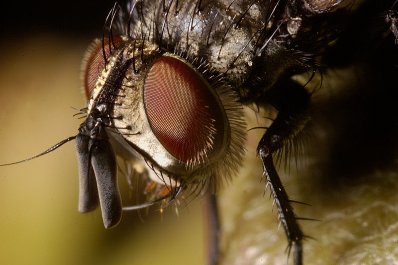 MOSCA.jpg