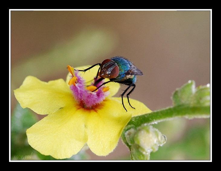 Mosca.jpg