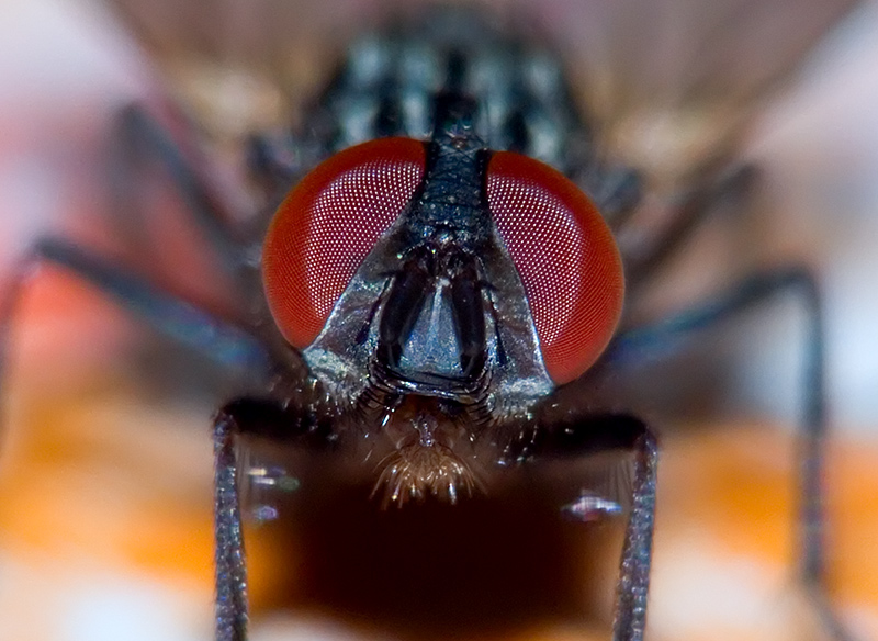 Mosca.jpg