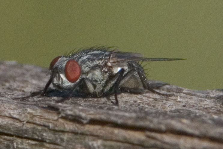mosca.jpg