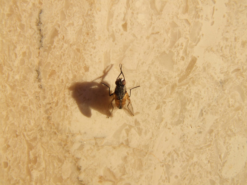 Mosca.jpg