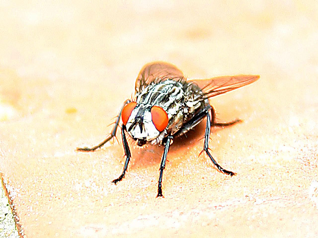 mosca.jpg
