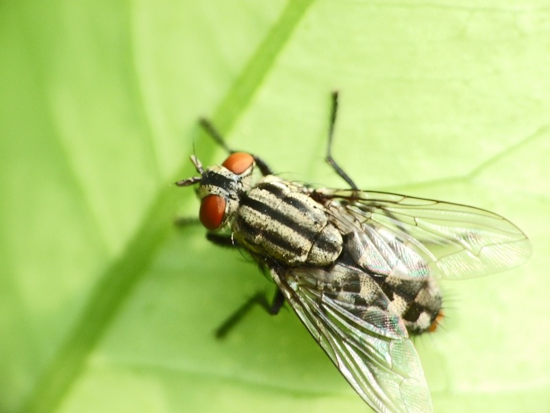 mosca.jpg