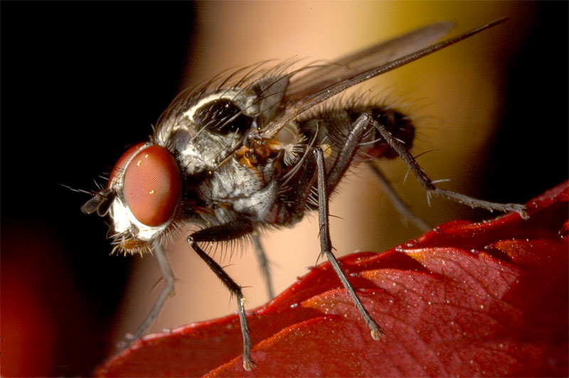 MOSCA.jpg