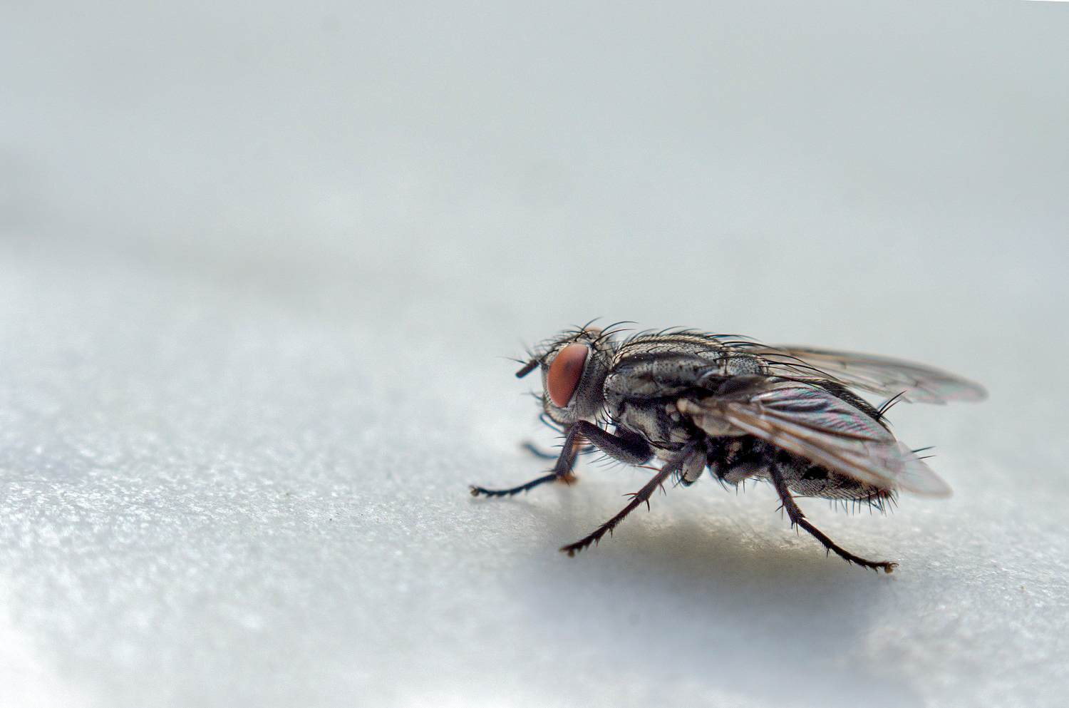 mosca.jpg