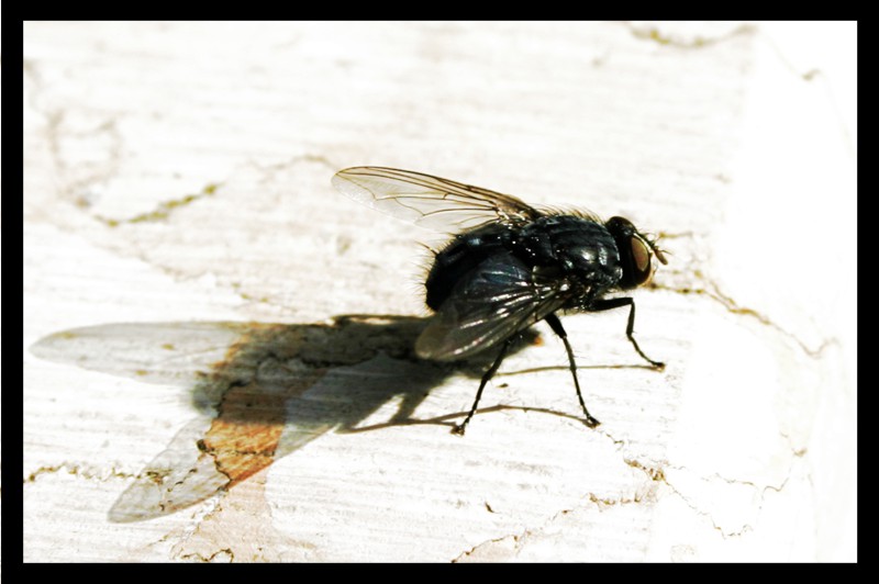 mosca.jpg