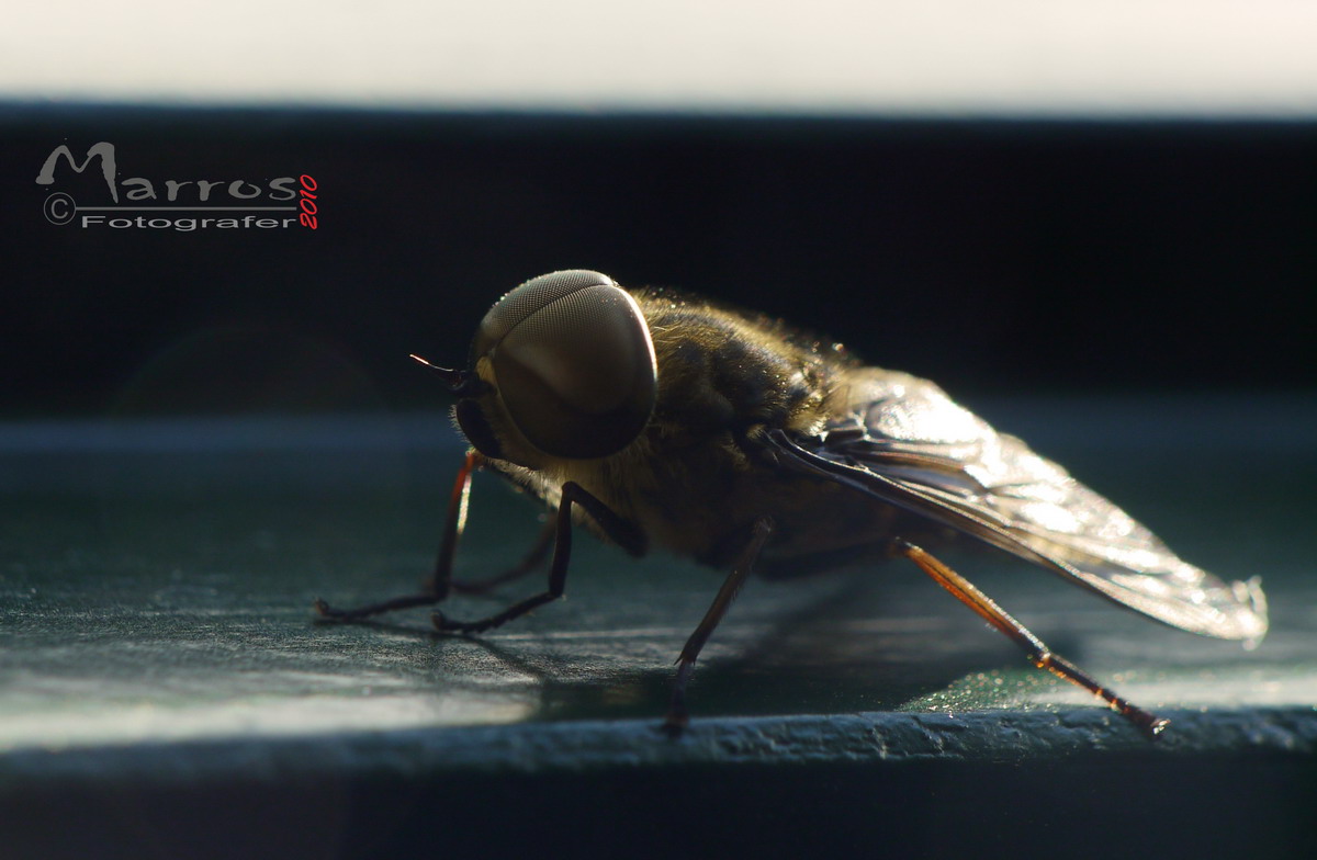 Mosca 2 gf1.jpg
