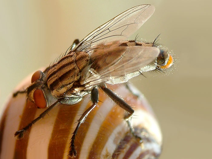 mosca.jpg