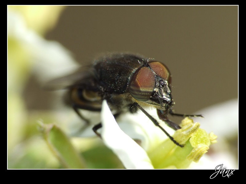 mosca.jpg