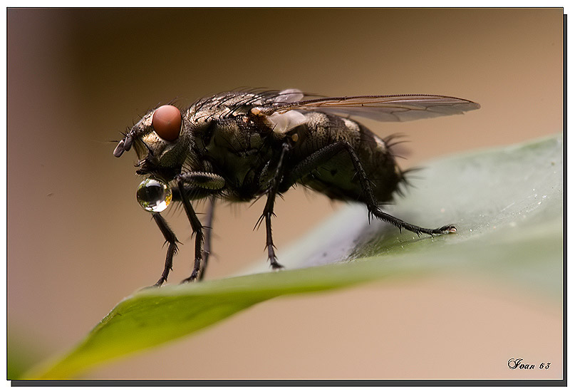 mosca.jpg