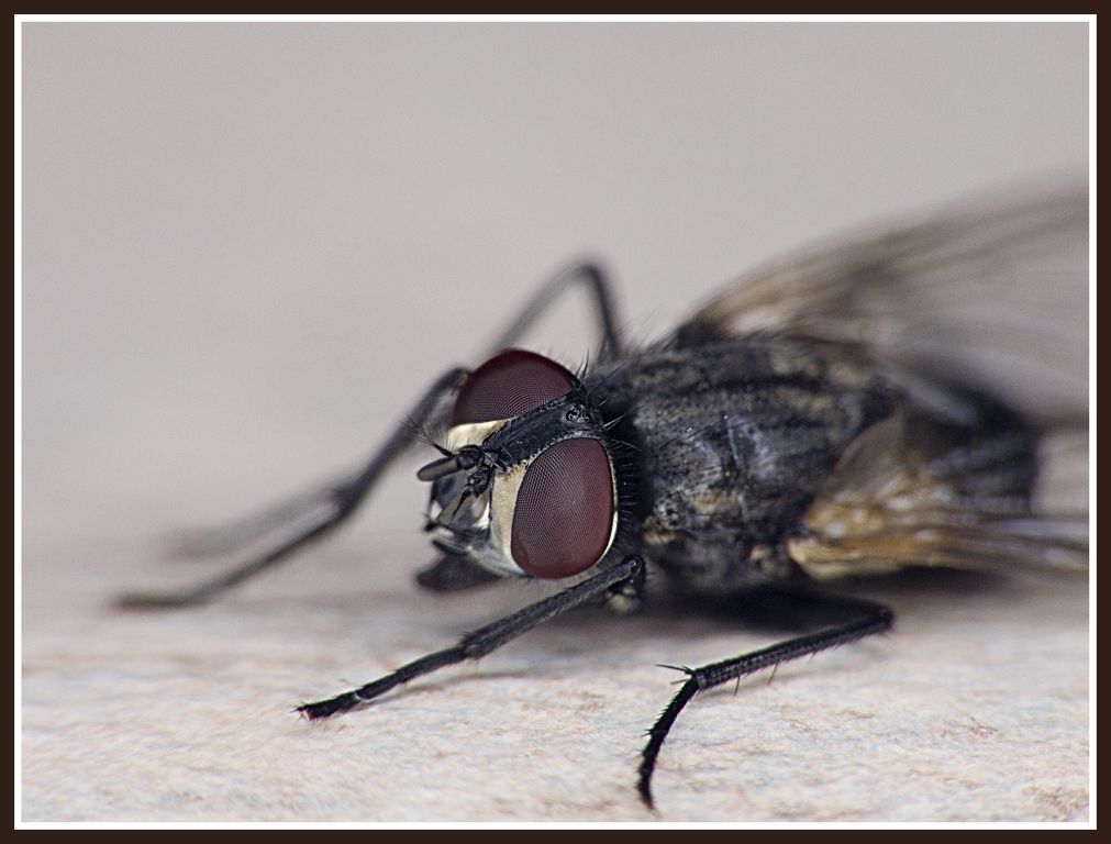 mosca [1024x768].jpg