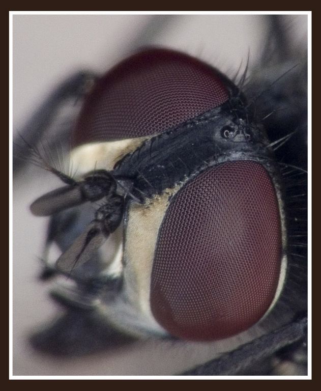 Mosca_cropultra [1024x768].jpg