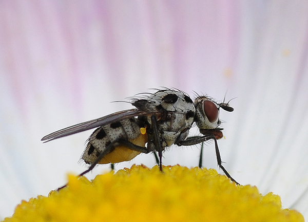 mosca originale.jpg