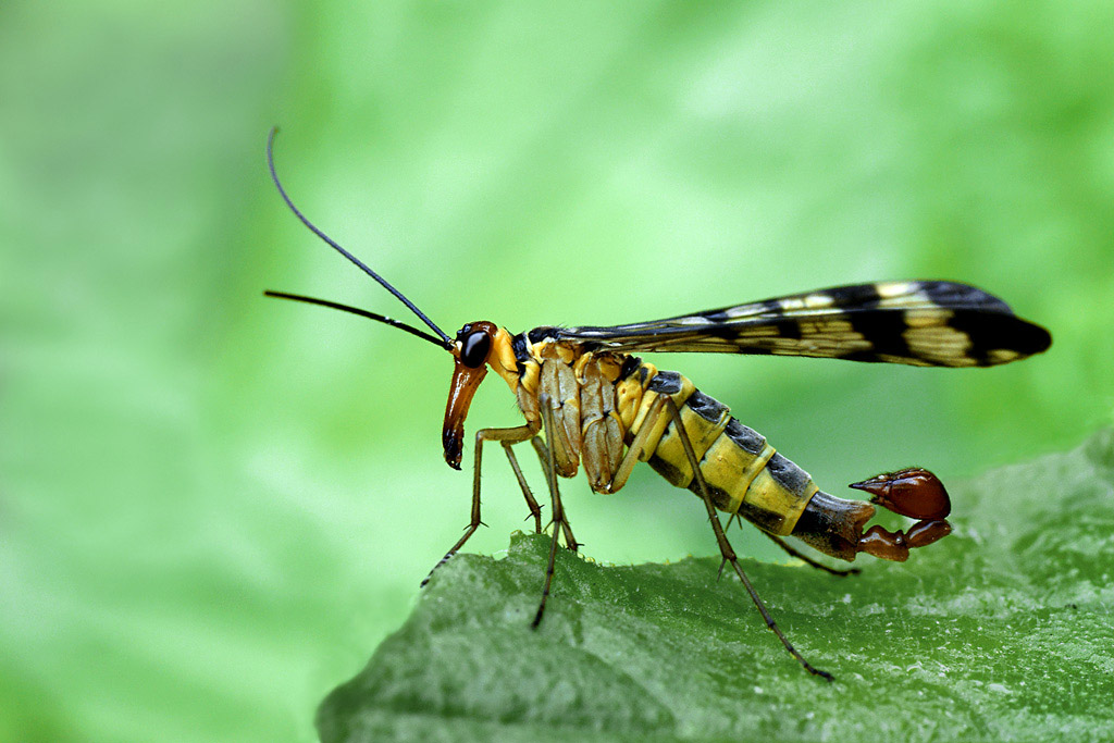 mosca scorpione0730.jpg