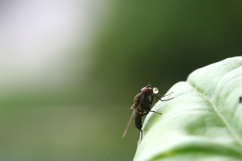 moscabolla2.jpg