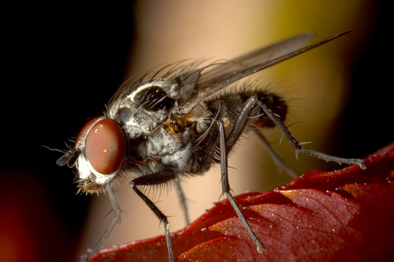 MOSCAcon-foglia.jpg