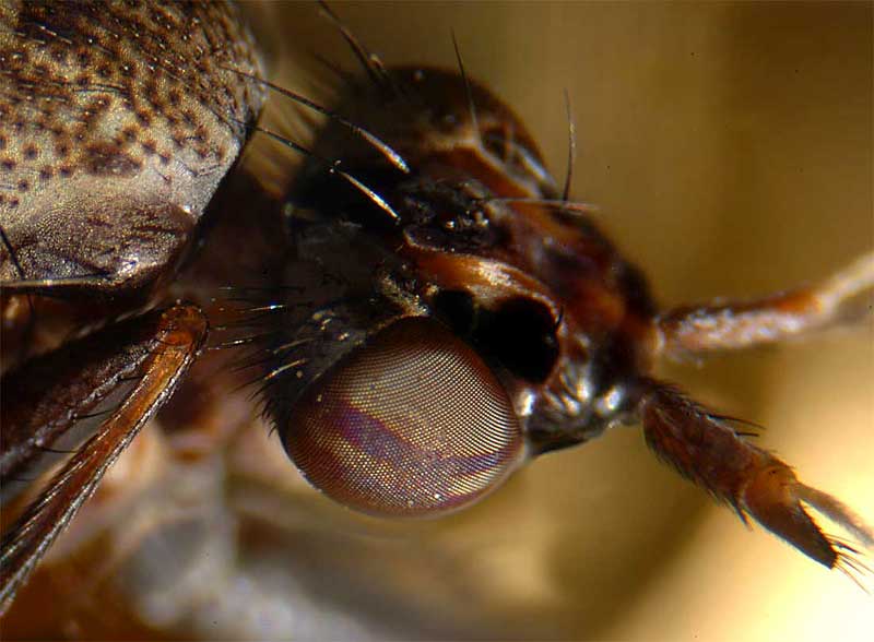 MOSCERINO.jpg